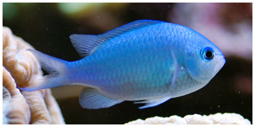 Chromis Viridis